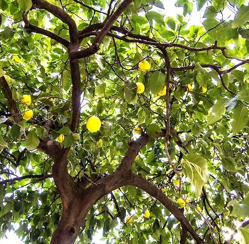 Il Limone A San Pietro * Roma